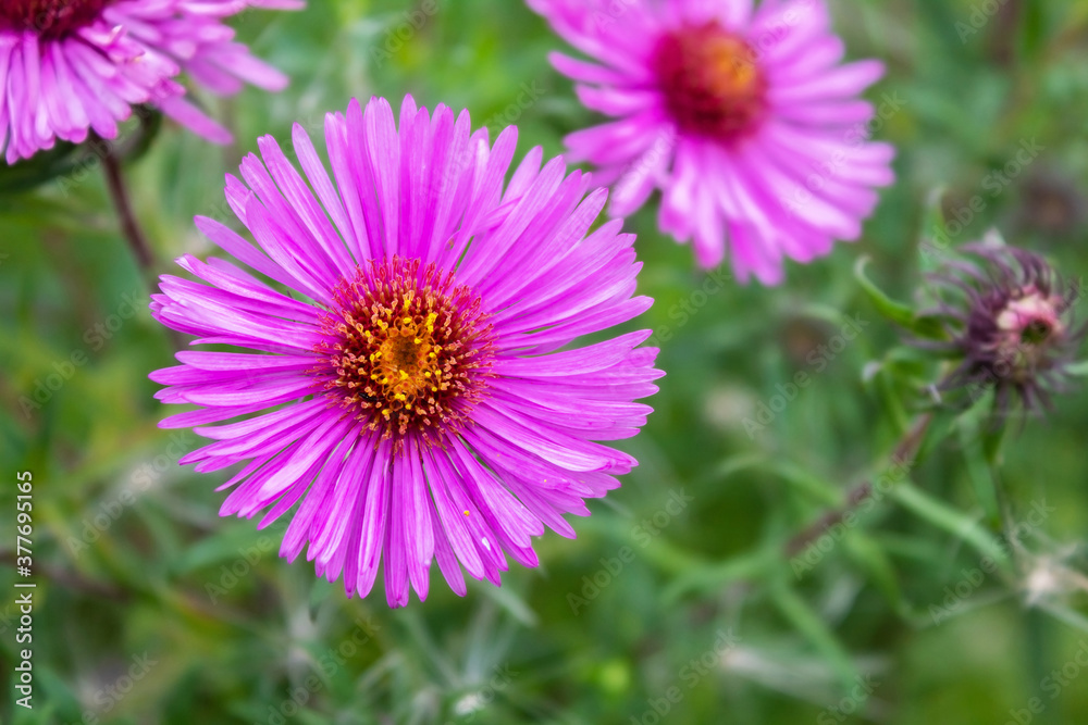 Macro photography of a pink flower. Flower in petals