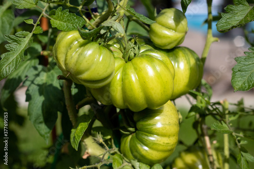 unripe accordion tomato cultivar growing on plant photo