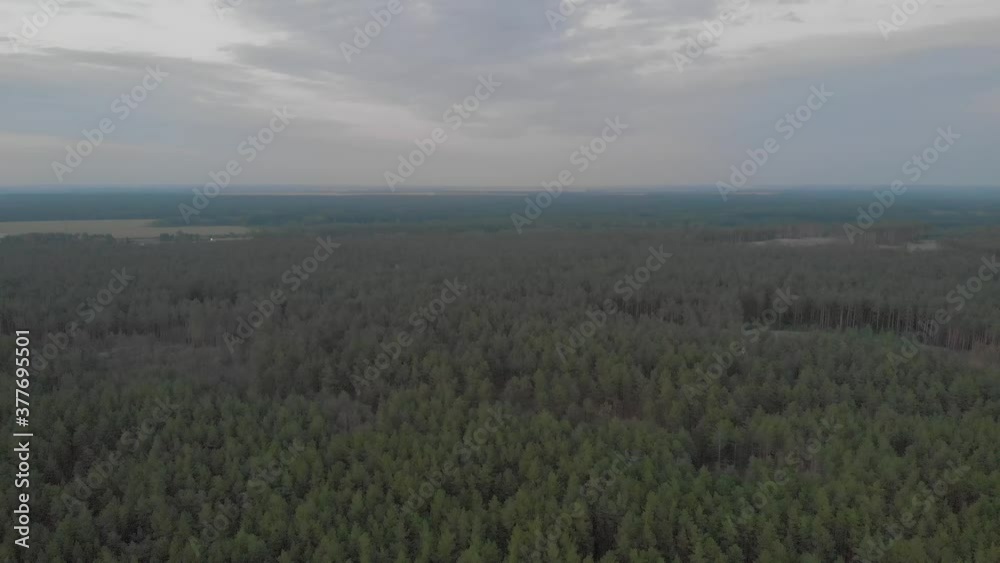 Dusk forest aerial drone forward push in camera movement Dusk forest aerial drone forward push in camera movement