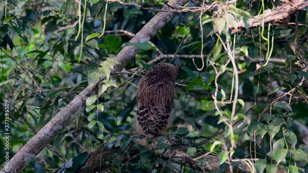 The Buffy Fish Owl is a big owl and yet the smallest among the four Fish Owls; it is quite an amusing bird with its horns standing made of feathers and the eyes are heavy yellow.