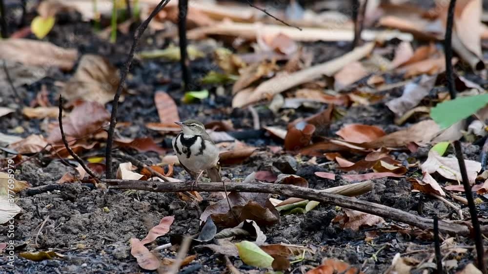 The Forest Wagtail is a passerine bird foraging on branches, forest grounds, tail wagging constantly sideways; it is difficult to know that they are around since they come quiet and well camouflaged. The Forest Wagtail is a passerine bird foraging on branches, forest grounds, tail wagging constantly sideways; it is difficult to know that they are around since they come quiet and well camouflaged.