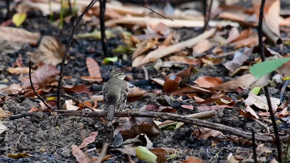 The Forest Wagtail is a passerine bird foraging on branches, forest grounds, tail wagging constantly sideways; it is difficult to know that they are around since they come quiet and well camouflaged. The Forest Wagtail is a passerine bird foraging on branches, forest grounds, tail wagging constantly sideways; it is difficult to know that they are around since they come quiet and well camouflaged.