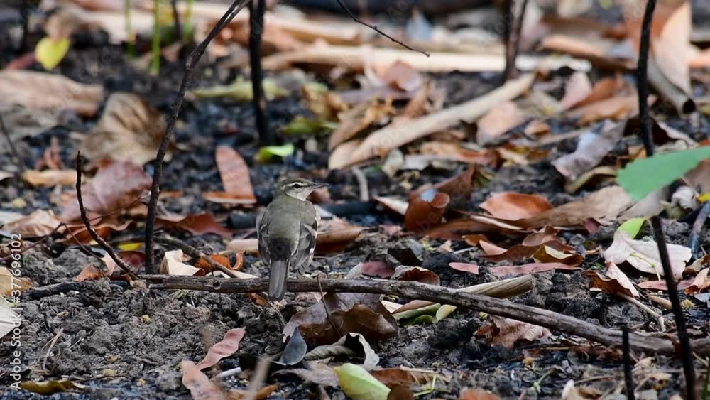 The Forest Wagtail is a passerine bird foraging on branches, forest grounds, tail wagging constantly sideways; it is difficult to know that they are around since they come quiet and well camouflaged. The Forest Wagtail is a passerine bird foraging on branches, forest grounds, tail wagging constantly sideways; it is difficult to know that they are around since they come quiet and well camouflaged.