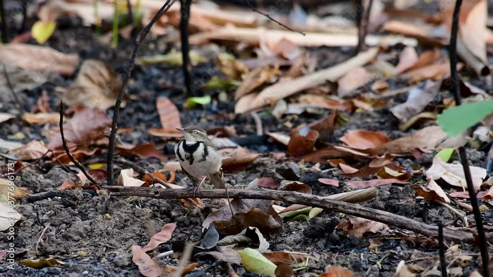 The Forest Wagtail is a passerine bird foraging on branches, forest grounds, tail wagging constantly sideways; it is difficult to know that they are around since they come quiet and well camouflaged. The Forest Wagtail is a passerine bird foraging on branches, forest grounds, tail wagging constantly sideways; it is difficult to know that they are around since they come quiet and well camouflaged.