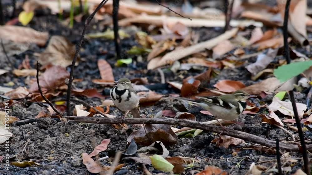 The Forest Wagtail is a passerine bird foraging on branches, forest grounds, tail wagging constantly sideways; it is difficult to know that they are around since they come quiet and well camouflaged. The Forest Wagtail is a passerine bird foraging on branches, forest grounds, tail wagging constantly sideways; it is difficult to know that they are around since they come quiet and well camouflaged.