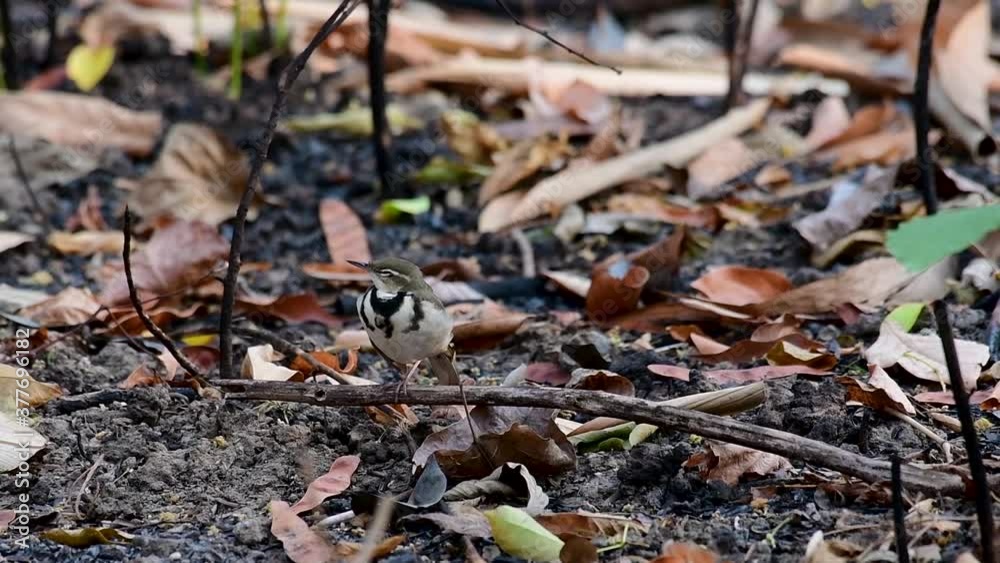 The Forest Wagtail is a passerine bird foraging on branches, forest grounds, tail wagging constantly sideways; it is difficult to know that they are around since they come quiet and well camouflaged. The Forest Wagtail is a passerine bird foraging on branches, forest grounds, tail wagging constantly sideways; it is difficult to know that they are around since they come quiet and well camouflaged.