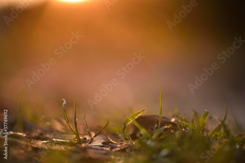 sunset bokeh