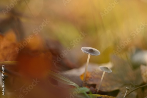 Mushroom Bokeh during Autumn Fall