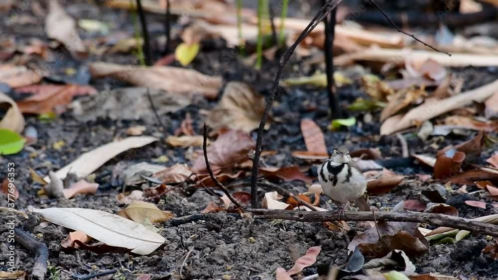 The Forest Wagtail is a passerine bird foraging on branches, forest grounds, tail wagging constantly sideways; it is difficult to know that they are around since they come quiet and well camouflaged.