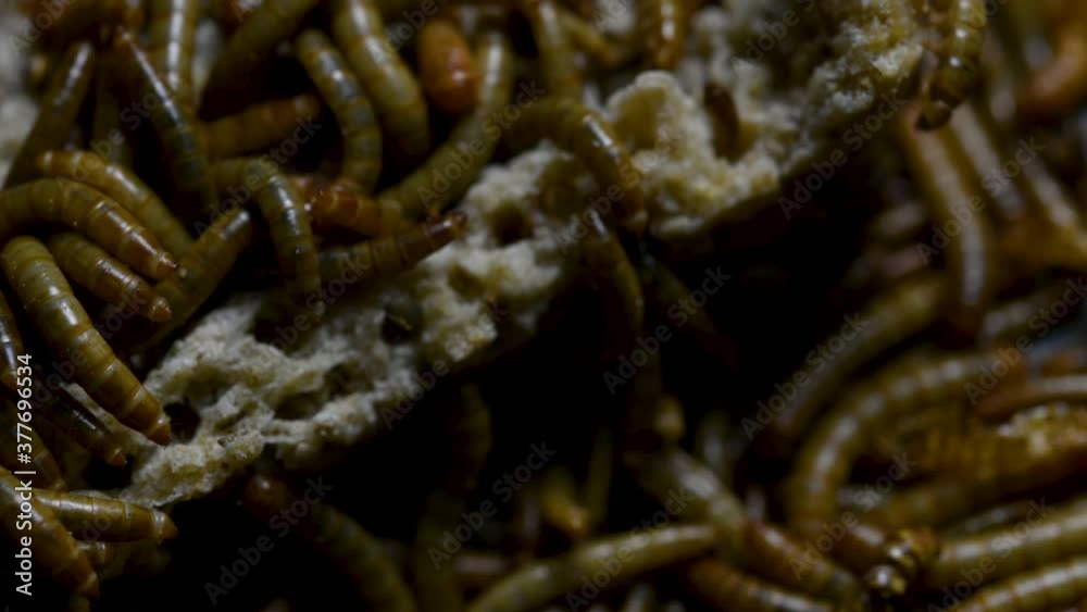 The Mealworm is a species of Darkling Beetle used to feed pets like