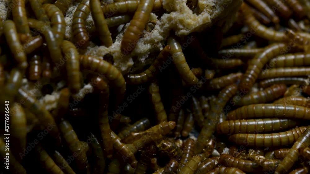 The Mealworm is a species of Darkling Beetle used to feed pets like fish, snakes, birds, and frogs; also called the Mealworm Beetle, with four stages of its lifecycle, egg, larva, pupa, and adult. The Mealworm is a species of Darkling Beetle used to feed pets like fish, snakes, birds, and frogs; also called the Mealworm Beetle, with four stages of its lifecycle, egg, larva, pupa, and adult.