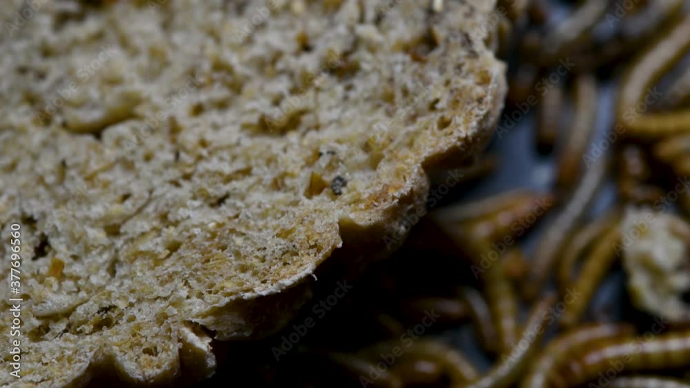 The Mealworm is a species of Darkling Beetle used to feed pets like fish, snakes, birds, and frogs; also called the Mealworm Beetle, with four stages of its lifecycle, egg, larva, pupa, and adult. The Mealworm is a species of Darkling Beetle used to feed pets like fish, snakes, birds, and frogs; also called the Mealworm Beetle, with four stages of its lifecycle, egg, larva, pupa, and adult.