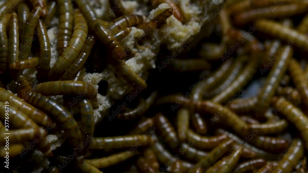 The Mealworm is a species of Darkling Beetle used to feed pets like fish, snakes, birds, and frogs; also called the Mealworm Beetle, with four stages of its lifecycle, egg, larva, pupa, and adult. The Mealworm is a species of Darkling Beetle used to feed pets like fish, snakes, birds, and frogs; also called the Mealworm Beetle, with four stages of its lifecycle, egg, larva, pupa, and adult.
