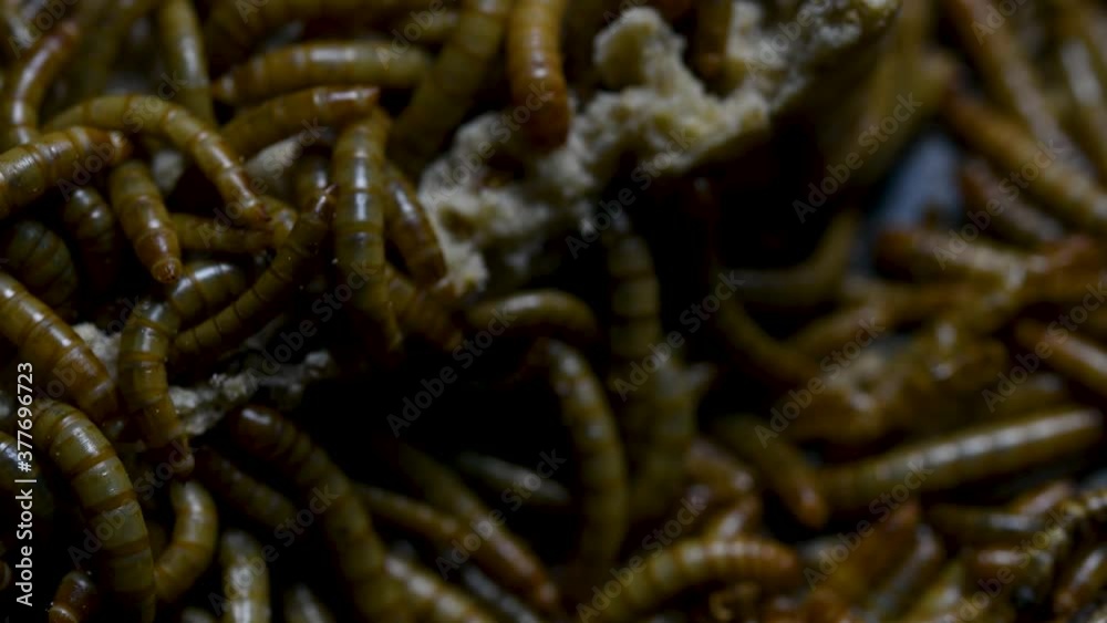 The Mealworm is a species of Darkling Beetle used to feed pets like fish, snakes, birds, and frogs; also called the Mealworm Beetle, with four stages of its lifecycle, egg, larva, pupa, and adult. The Mealworm is a species of Darkling Beetle used to feed pets like fish, snakes, birds, and frogs; also called the Mealworm Beetle, with four stages of its lifecycle, egg, larva, pupa, and adult.