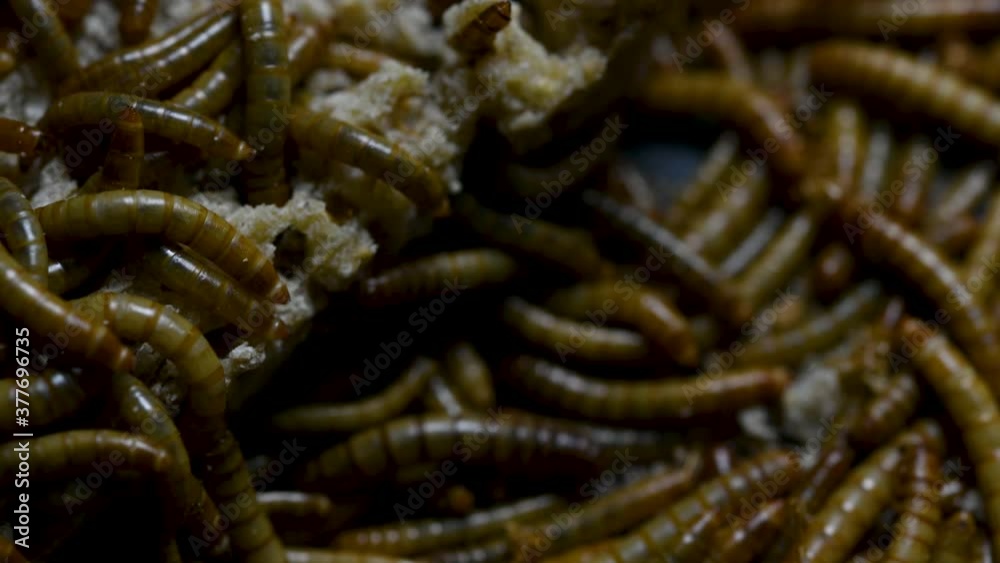 The Mealworm is a species of Darkling Beetle used to feed pets like
