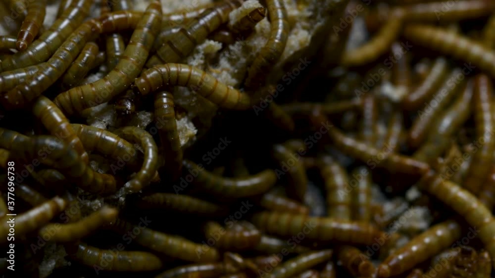 The Mealworm is a species of Darkling Beetle used to feed pets like fish, snakes, birds, and frogs; also called the Mealworm Beetle, with four stages of its lifecycle, egg, larva, pupa, and adult. The Mealworm is a species of Darkling Beetle used to feed pets like fish, snakes, birds, and frogs; also called the Mealworm Beetle, with four stages of its lifecycle, egg, larva, pupa, and adult.