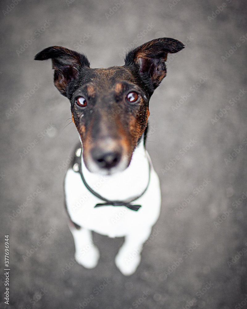 Fox terrier
Jack Fox terrier
Jack