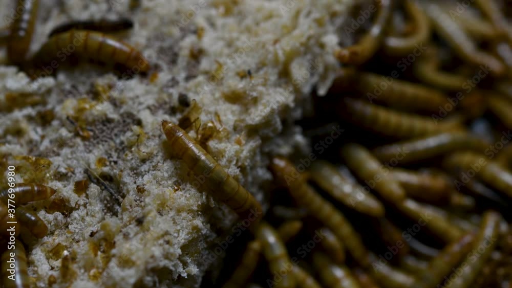 The Mealworm is a species of Darkling Beetle used to feed pets like fish, snakes, birds, and frogs; also called the Mealworm Beetle, with four stages of its lifecycle, egg, larva, pupa, and adult. The Mealworm is a species of Darkling Beetle used to feed pets like fish, snakes, birds, and frogs; also called the Mealworm Beetle, with four stages of its lifecycle, egg, larva, pupa, and adult.