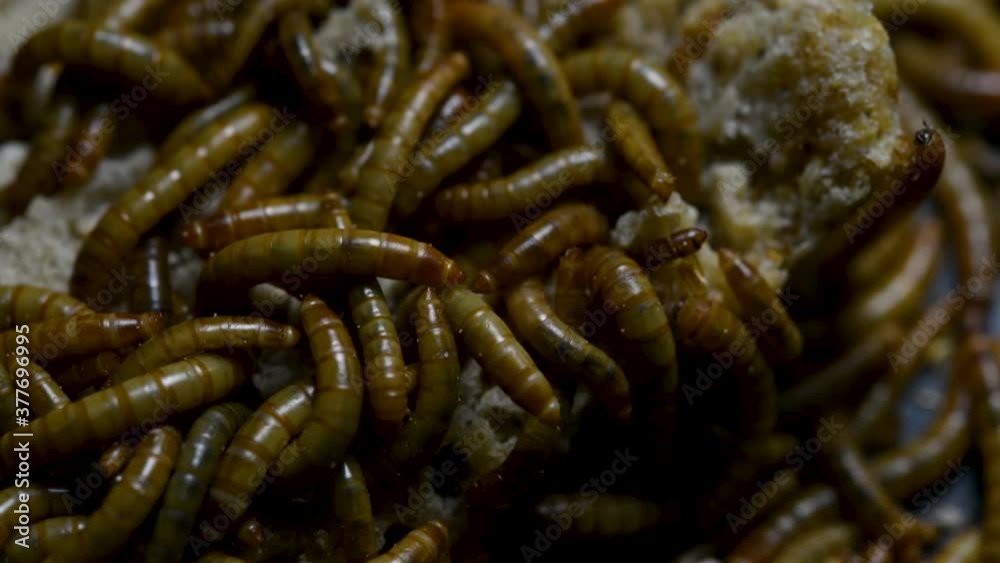 The Mealworm is a species of Darkling Beetle used to feed pets like fish, snakes, birds, and frogs; also called the Mealworm Beetle, with four stages of its lifecycle, egg, larva, pupa, and adult. The Mealworm is a species of Darkling Beetle used to feed pets like fish, snakes, birds, and frogs; also called the Mealworm Beetle, with four stages of its lifecycle, egg, larva, pupa, and adult.
