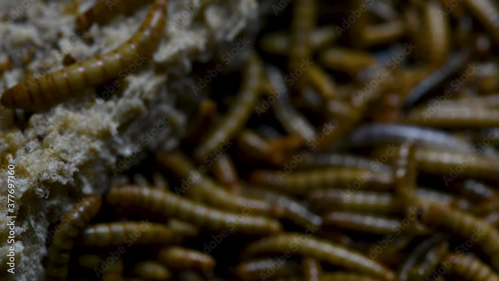 The Mealworm is a species of Darkling Beetle used to feed pets like fish, snakes, birds, and frogs; also called the Mealworm Beetle, with four stages of its lifecycle, egg, larva, pupa, and adult. The Mealworm is a species of Darkling Beetle used to feed pets like fish, snakes, birds, and frogs; also called the Mealworm Beetle, with four stages of its lifecycle, egg, larva, pupa, and adult.