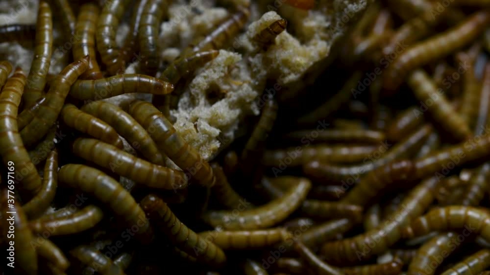 The Mealworm is a species of Darkling Beetle used to feed pets like fish, snakes, birds, and frogs; also called the Mealworm Beetle, with four stages of its lifecycle, egg, larva, pupa, and adult. The Mealworm is a species of Darkling Beetle used to feed pets like fish, snakes, birds, and frogs; also called the Mealworm Beetle, with four stages of its lifecycle, egg, larva, pupa, and adult.