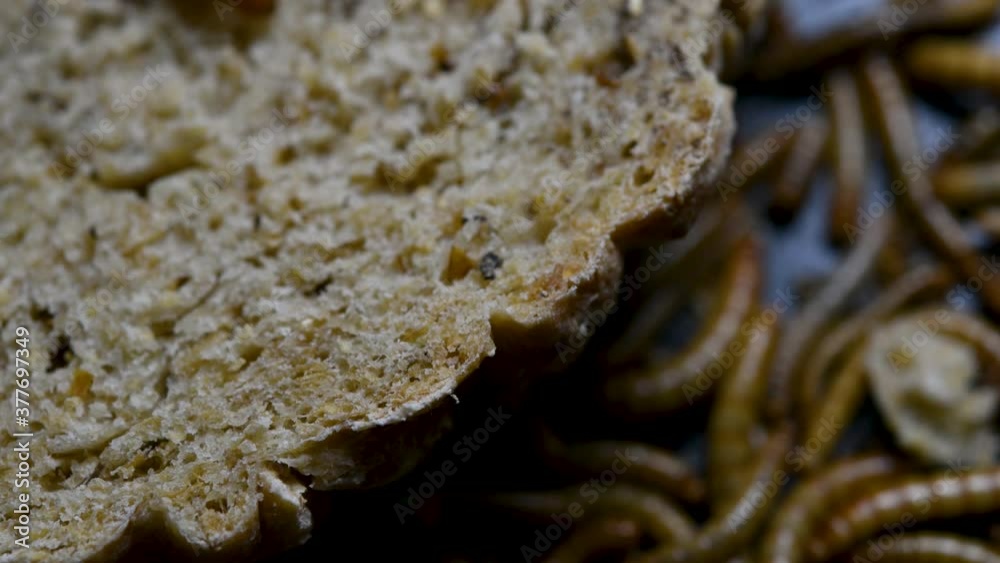 The Mealworm is a species of Darkling Beetle used to feed pets like fish, snakes, birds, and frogs; also called the Mealworm Beetle, with four stages of its lifecycle, egg, larva, pupa, and adult. The Mealworm is a species of Darkling Beetle used to feed pets like fish, snakes, birds, and frogs; also called the Mealworm Beetle, with four stages of its lifecycle, egg, larva, pupa, and adult.