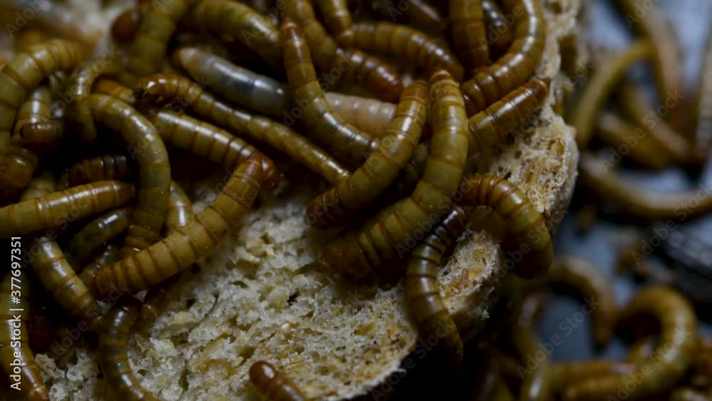 The Mealworm is a species of Darkling Beetle used to feed pets like