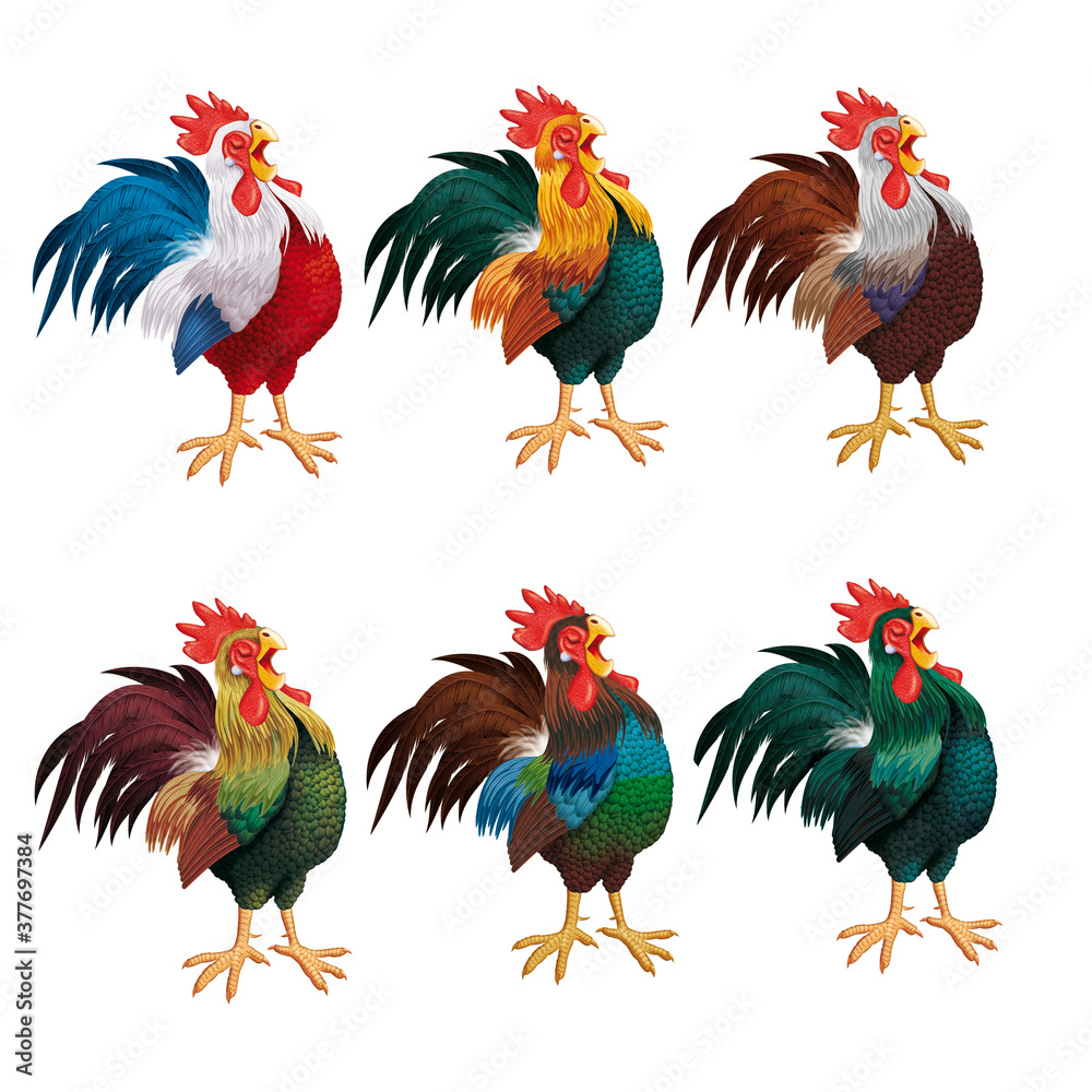 Fototapeta premium coq, poulet, oiseau, animal, ferme, volaille, collection, coquelet, poule, isolé, photo , collection, illustration, agriculture, nature, blanc, rural, domestique, bec, coloré, poussin, viande