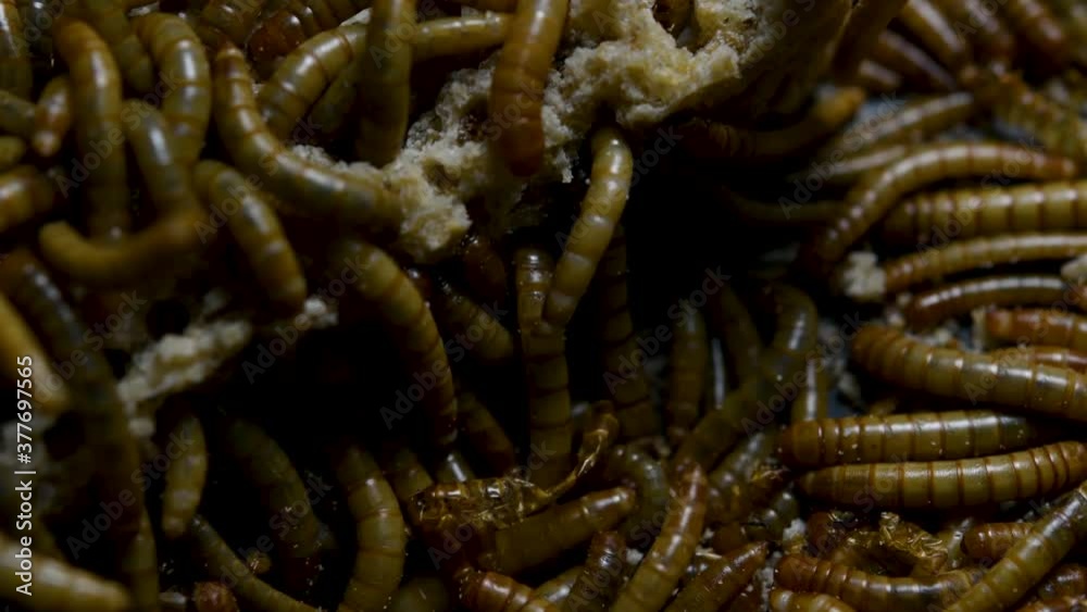 The Mealworm is a species of Darkling Beetle used to feed pets like fish, snakes, birds, and frogs; also called the Mealworm Beetle, with four stages of its lifecycle, egg, larva, pupa, and adult. The Mealworm is a species of Darkling Beetle used to feed pets like fish, snakes, birds, and frogs; also called the Mealworm Beetle, with four stages of its lifecycle, egg, larva, pupa, and adult.