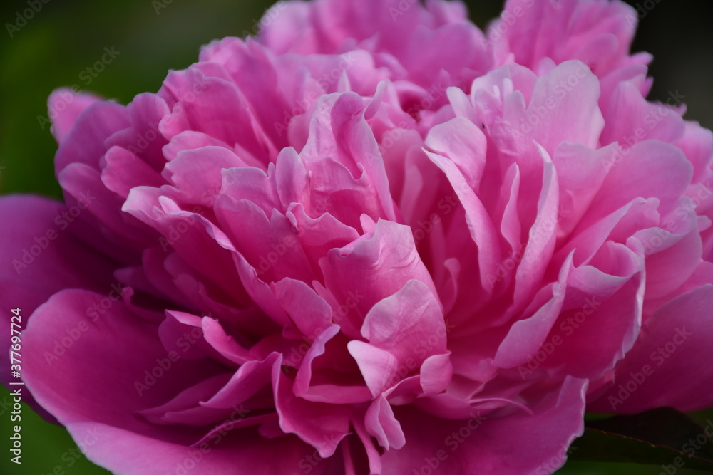 Abstract background of pink peony petals. Peony flower close-up.