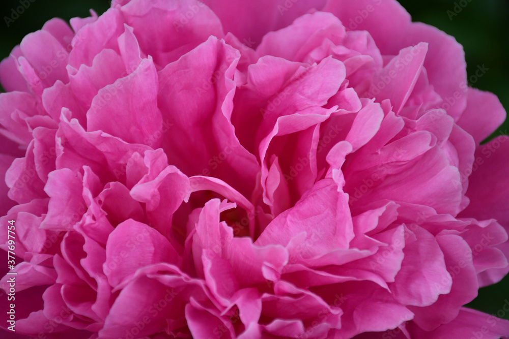 Abstract background of pink peony petals. Peony flower close-up.