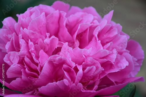 Abstract background of pink peony petals. Peony flower close-up.