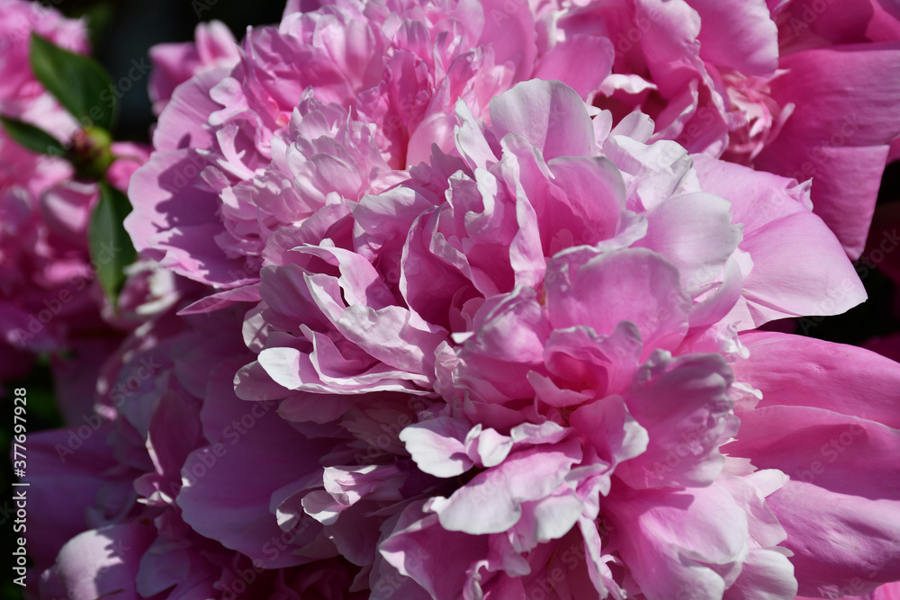 Abstract background of pink peony petals. Peony flower close-up. Abstract background of pink peony petals. Peony flower close-up.