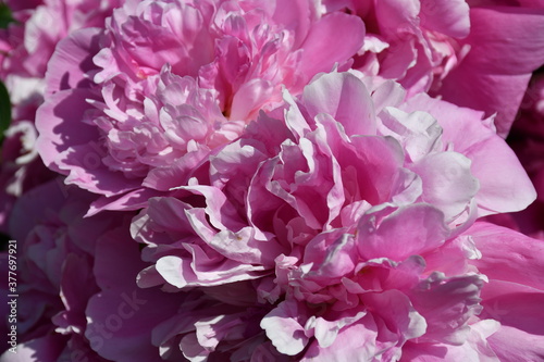 Abstract background of pink peony petals. Peony flower close-up. © Olga