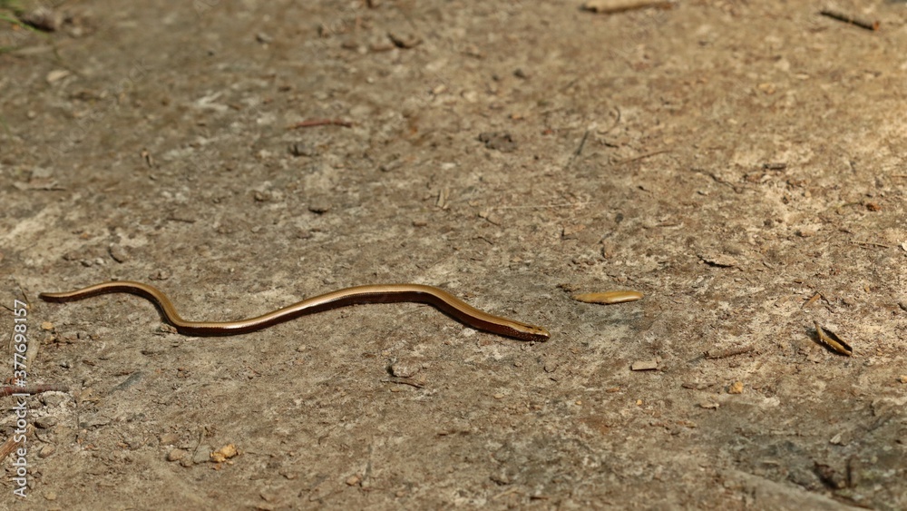 Junge Blindschleiche (Anguis fragilis) auf Waldweg Junge Blindschleiche (Anguis fragilis) auf Waldweg