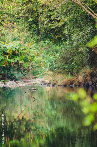 river in the forest