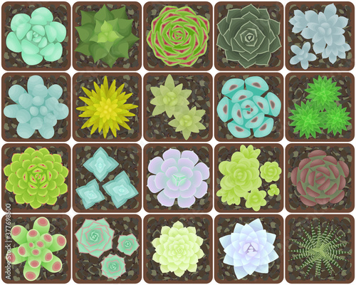 Set of succulents in pots. The view from the top. Isolated plants on a white background. Vector illustration.