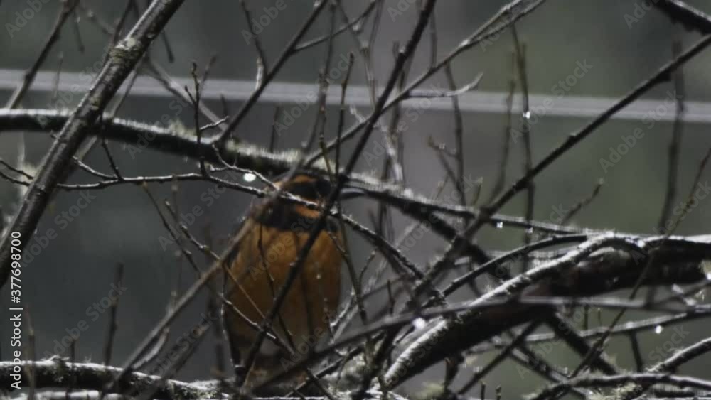 large red robin perched in a tree large red robin perched in a tree