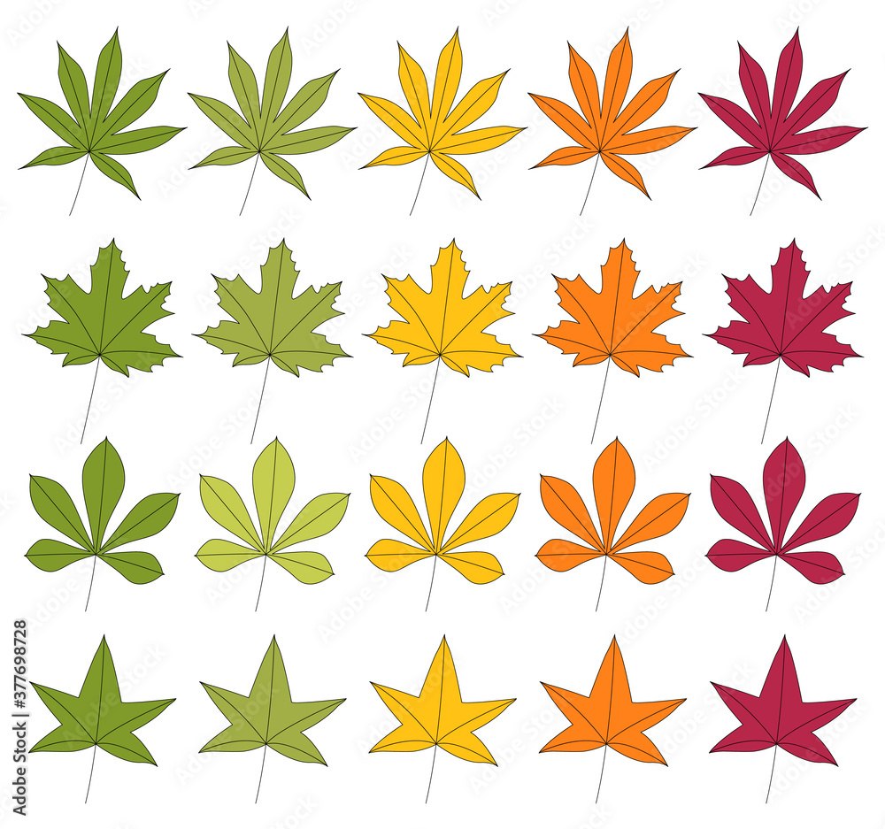 Set of autumn leaves. Maple, chestnut, japanese red maple and sweet gum tree. Isolated on white background. Vector illustration. Set of autumn leaves. Maple, chestnut, japanese red maple and sweet gum tree. Isolated on white background. Vector illustration.