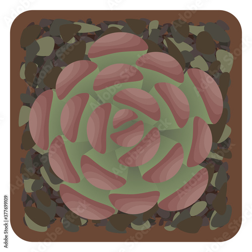 Succulent in pot. The view from the top. Isolated on white background. Vector illustration.
