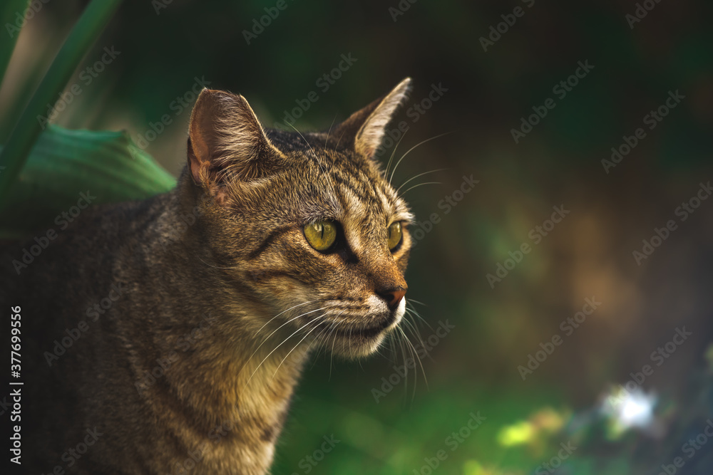 Portrait of a beautiful homeless cat on a green dark background
