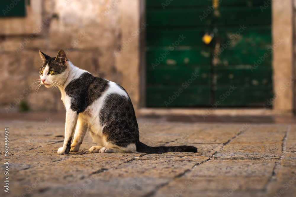 The cat in the middle of the street against the background of the old town of Kotor