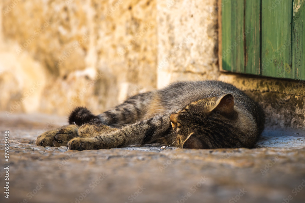Fototapeta premium A cute tabby cat is peacefully resting on a path near the walls of an old house in Kotor, Montenegro