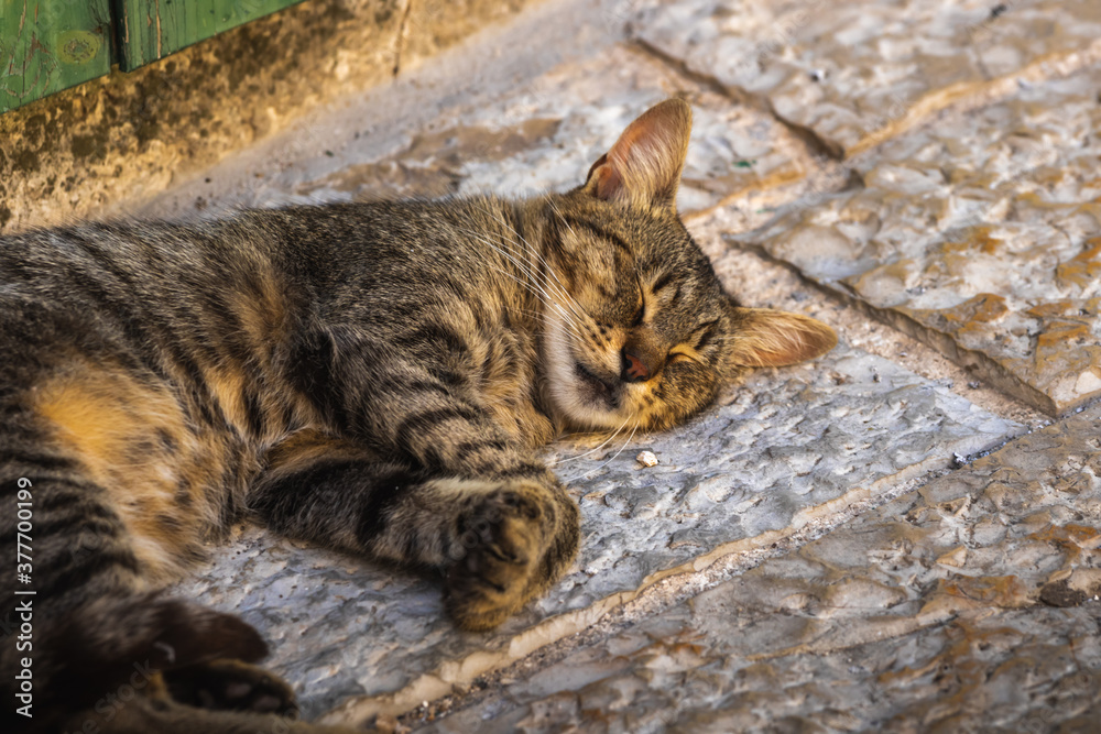 The cat sleeps very peacefully and nicely on the path of the old European city The cat sleeps very peacefully and nicely on the path of the old European city
