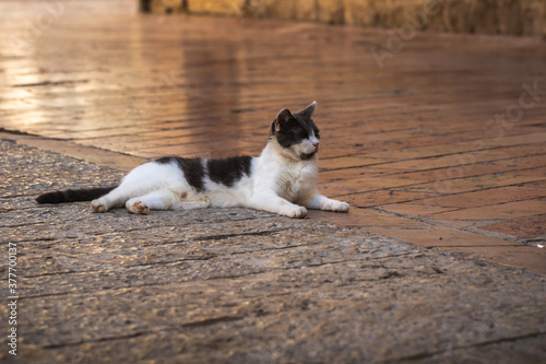 A cat sleeps on a walking path in the city center of old Kotor