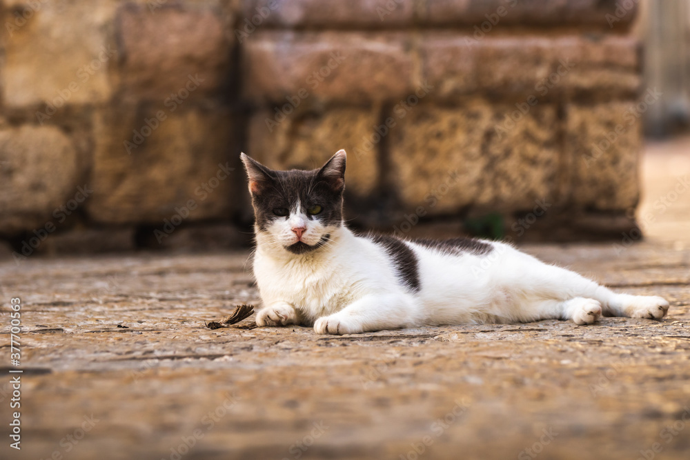 The cat is resting on the background of an old stone in the city of Kotor The cat is resting on the background of an old stone in the city of Kotor