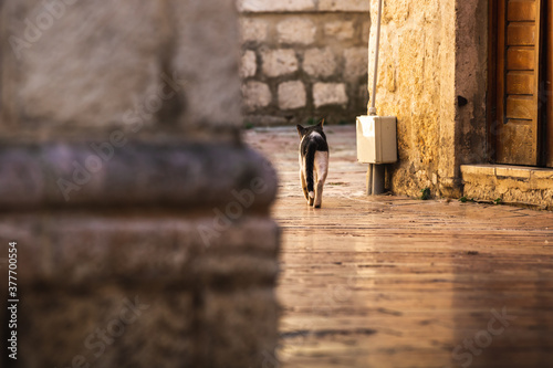 A beautiful cat goes into a side street, photo from the old town of Kotor