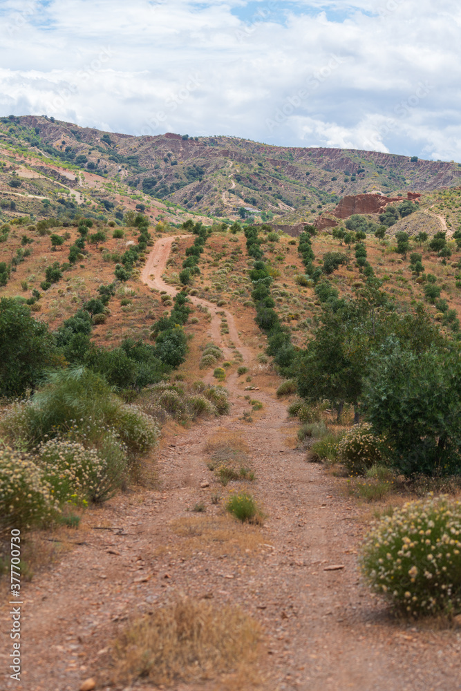 dirt road between an olive grove in southern Spain