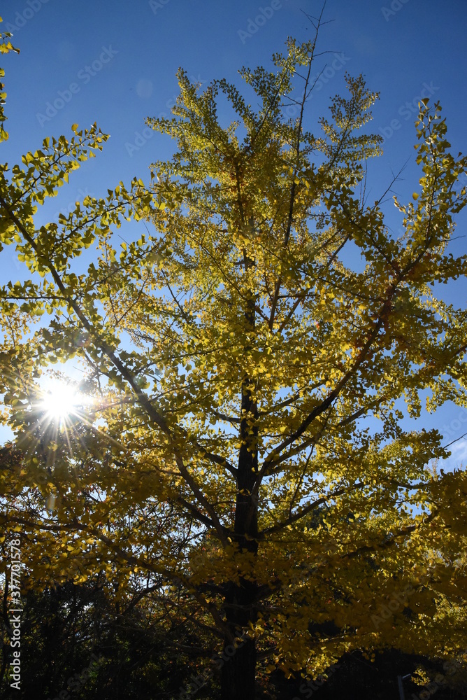 Obraz premium 秋の銀杏