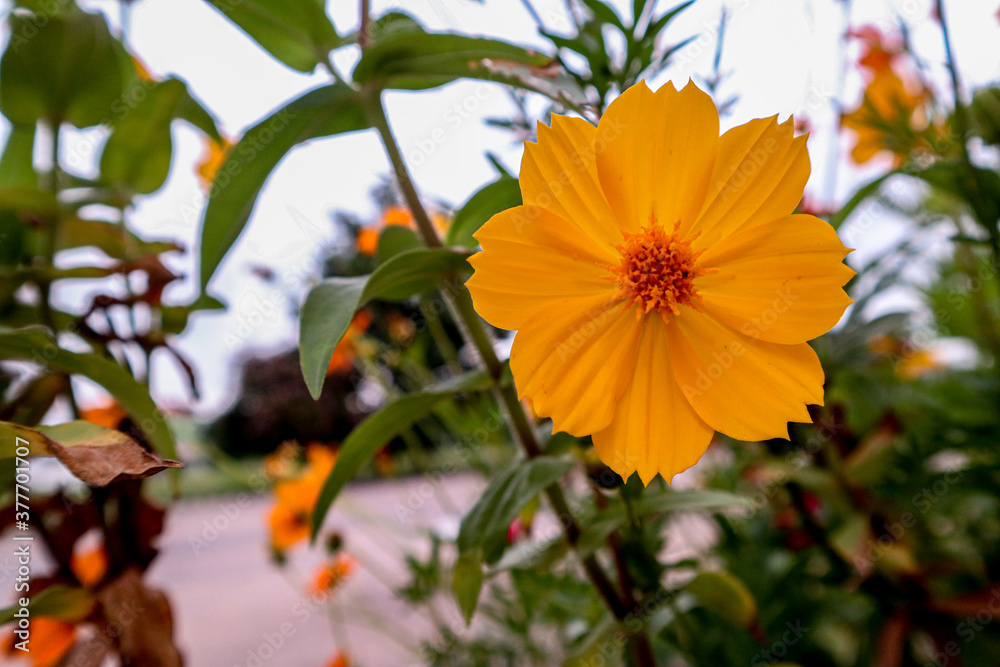 orange flower of the sky orange flower of the sky